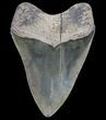 Fossil Megalodon Tooth - Georgia #75791-2